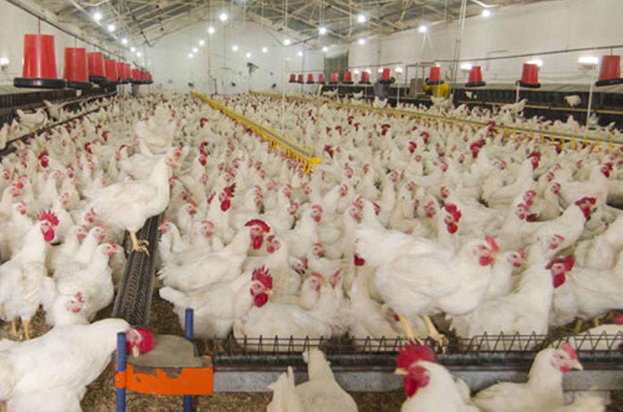 Poultry farming Business, business ideas in hindi, small business ideas in hindi,new business ideas in hindi,online business ideas in hindi