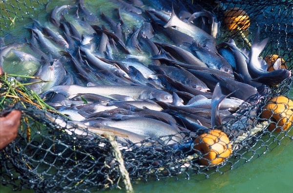 Fish farming business, Bread making/bakery business,Saloon business, Paper plate & cup making business, Poultry farming Business, business ideas in hindi, small business ideas in hindi,new business ideas in hindi,online business ideas in hindi