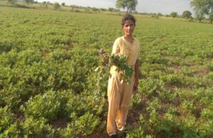 Agriculture department distributed non-standard seeds to farmers without sample investigation