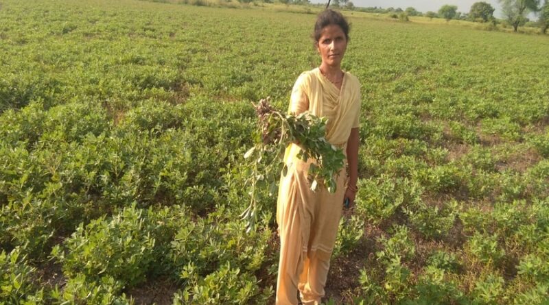 Agriculture department distributed non-standard seeds to farmers without sample investigation