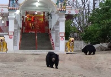 एक ऐसा देवी मंदिर जहां श्रद्धालुओं के साथ आरती में शामिल होने रोज आते हैं भालू, जानिए कहां है यह देवी स्थान