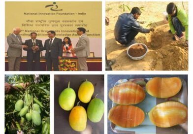 Sadabahar Mango: आम की ये नई किस्म साल भर देती है फल