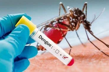उप्र में डेंगू का कहर : ब्रज में छह और की मौत , सफाई में मिली लापरवाही, पांच पर कार्रवाई
