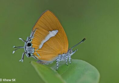 भोपाल के पास रातापानी अभयारण्य में तितलियों का सर्वे , पहले दिन मिलीं 55 प्रजातियां
