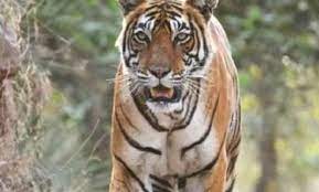 बाघ के हमले से 12 साल की बच्ची की जान गई, अब्दुल्लागंज रेंज के जंगल में बकरी चराने के दौरान घटी घटना