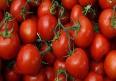 मध्यप्रदेश बना देश का सबसे बड़ा टमाटर उत्पादक राज्य : किसानों की मेहनत और सरकारी योजनाओं से मिली नई पहचान, अनूपपुर जिले ने रचा रिकॉर्ड