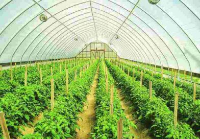गो-शालाओं में हरियाली अमावस्या से होगा पौध-रोपण अभियान : तीन दिन में एक लाख पौध-रोपण का लक्ष्य