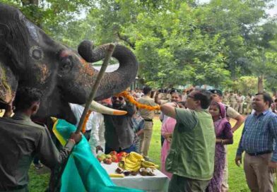 मध्यप्रदेश में शुरू हुआ सात दिवसीय हाथी महोत्सव: हाथियों का श्रृंगार, मनपसंद भोजन और संरक्षण की अनूठी पहल