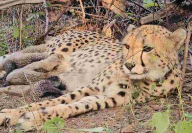 कूनो में गूंजी खुशियों की किलकारी: भारत में जन्मी चीता ‘मुखी’ ने 5 शावकों को जन्म देकर बढ़ाया चीतों का कुनबा