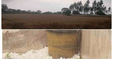 ओलावृष्टि से अंचल में फसलों पर मार : कई गांवों में गेहूं की खड़ी फसल बिछी, किसानों की चिंता बढ़ी ओलावृष्टि से अंचल में फसलों पर मार : कई गांवों में गेहूं की खड़ी फसल बिछी, किसानों की चिंता बढ़ी