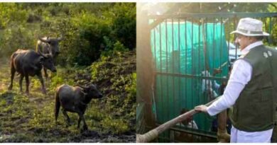 कान्हा टाइगर रिजर्व में 100 साल बाद लौटे जंगली भैंसे : काजीरंगा से लाए गए 8 दुर्लभ भैंसों को 17 हेक्टेयर के बड़े बाड़े में छोड़ा गया कान्हा टाइगर रिजर्व में 100 साल बाद लौटे जंगली भैंसे : काजीरंगा से लाए गए 8 दुर्लभ भैंसों को 17 हेक्टेयर के बड़े बाड़े में छोड़ा गया